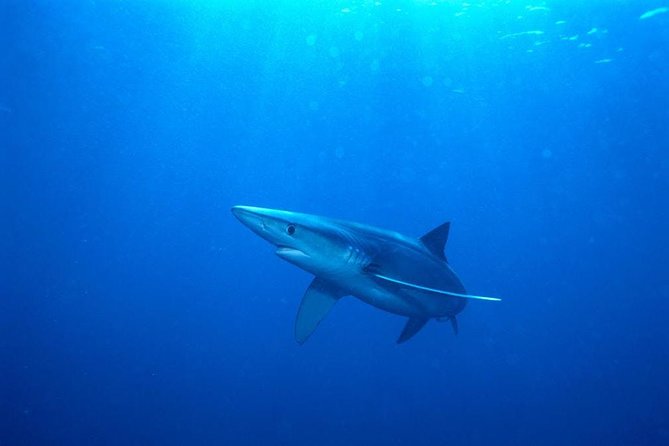 Oahu Shark Dive - Safety and Precautions