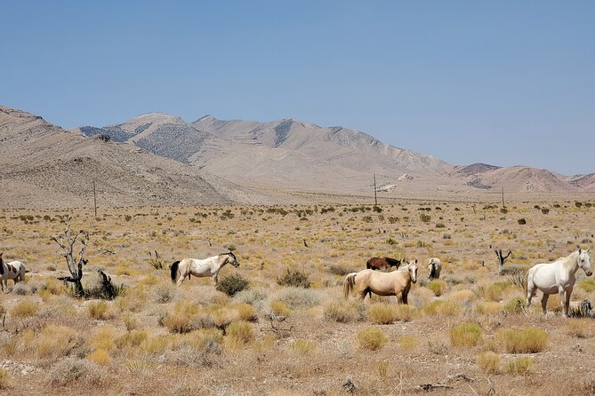 Off Road UTV Adrenaline Experience in Las Vegas - Pricing and Cancellation Policy