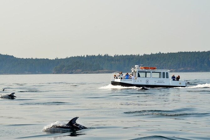Orcas Island Whale Watching - Family-Friendly Considerations