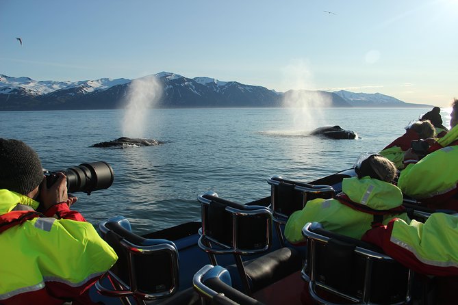 Original Big Whale Safari and Puffins RIB Boat Tour From Húsavík - Customer Feedback and Experience