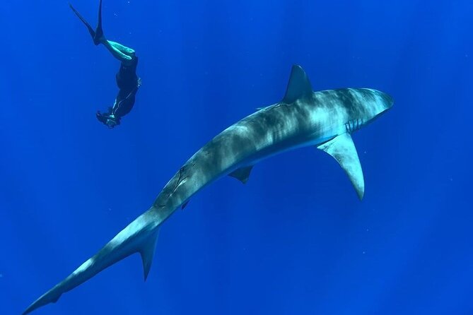 Pelagic Shark Dive Tour - Customer Feedback and Recommendations