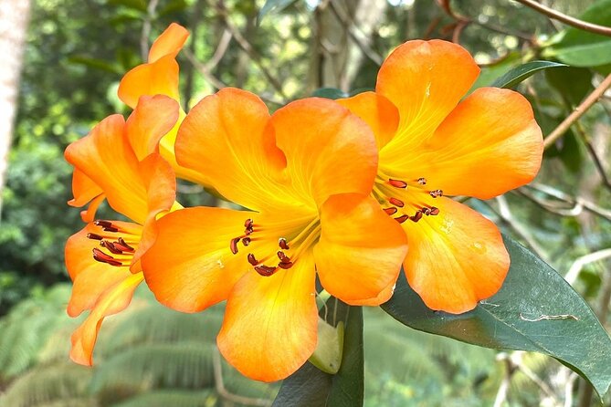 Princeville Botanical Gardens Tour and Chocolate Tasting Ticket - Guest Reviews and Experiences