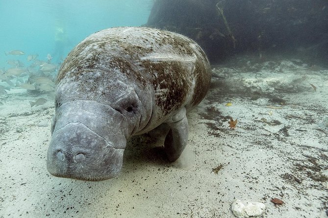 Private Manatee Swim for up to 6 With In-Water Divemaster/Photographer - Memorable Moments With Manatees