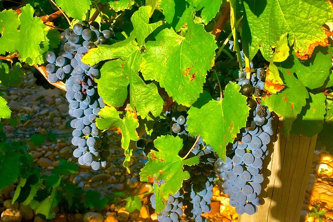 Provence Cru Wine Small-Group Half-Day Tour From Avignon - Personalized Small-Group Experience