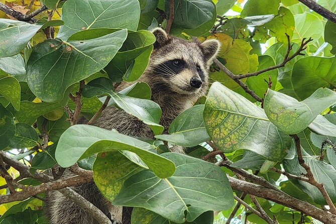 Raccoon Island Exploration on Sup/Kayak - Preparing for the Raccoon Island Adventure