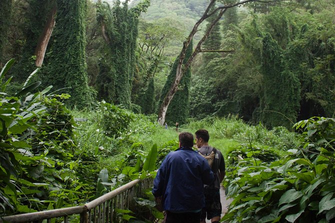 Rainforest Waterfall Trail and Shuttle Service - Reviews and Experiences