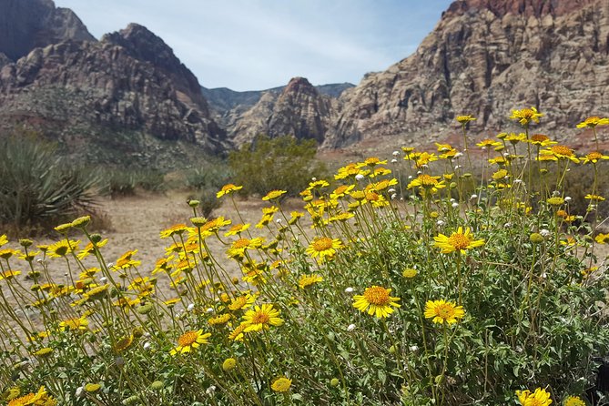 Red Rock Canyon Ebike Half-Day Tour - Participant Requirements