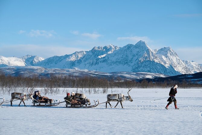 Reindeer Sledding and Feeding With Sami Culture in Tromso. - Guest Experiences and Feedback