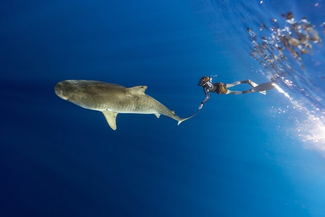 Safe and Educational Shark Dive From Haleiwa: Sharks Guaranteed - Meeting Point and Logistics