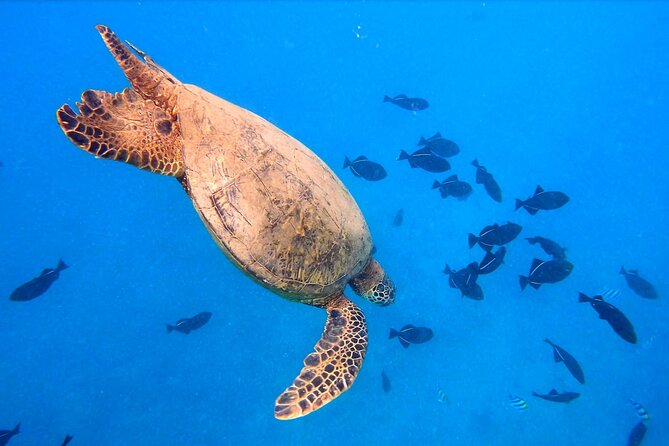 Sail and Turtle Snorkeling Tour in Waikiki - Guest Experiences