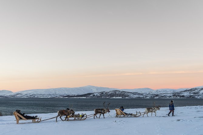 Sami Culture and Short Reindeer Sledding From Tromso - Sami Cuisine and Culture