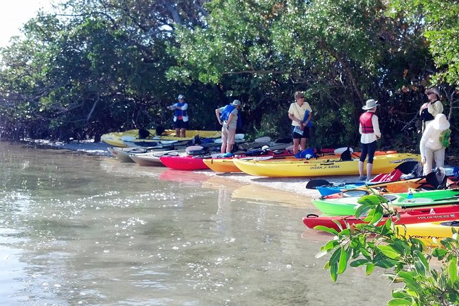 Sarasota Guided Mangrove Tunnel Kayak Tour - Wildlife Spotting Opportunities