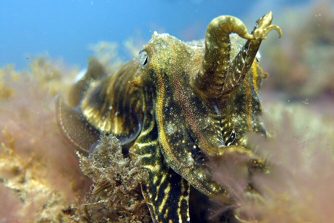 Scuba Diving Experience for Beginners in Gran Canaria - Health and Safety Considerations