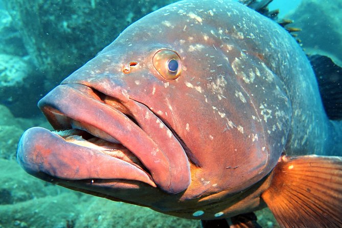 Scuba Diving Experience in Madeira - Review Highlights and Feedback