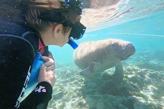 Semi-Private Manatee Swim Tour With In-Water Guide/Photographer - Booking and Accessibility Information