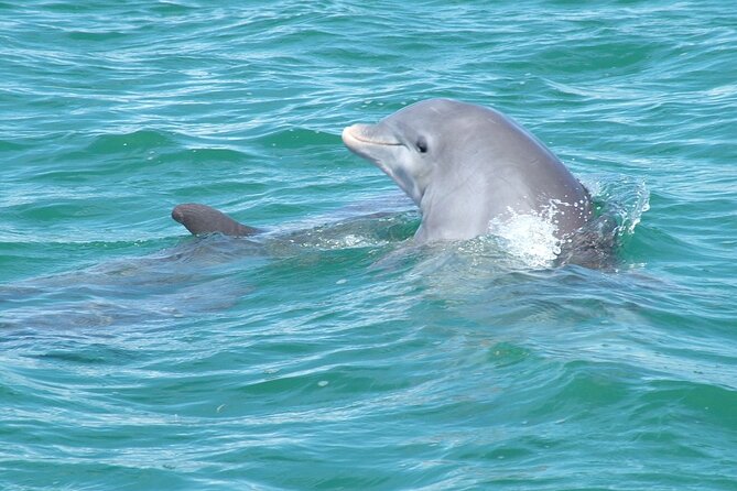 Shallow Water Snorkeling and Dolphin Watching in Key West - Preparing for Your Sailing Excursion