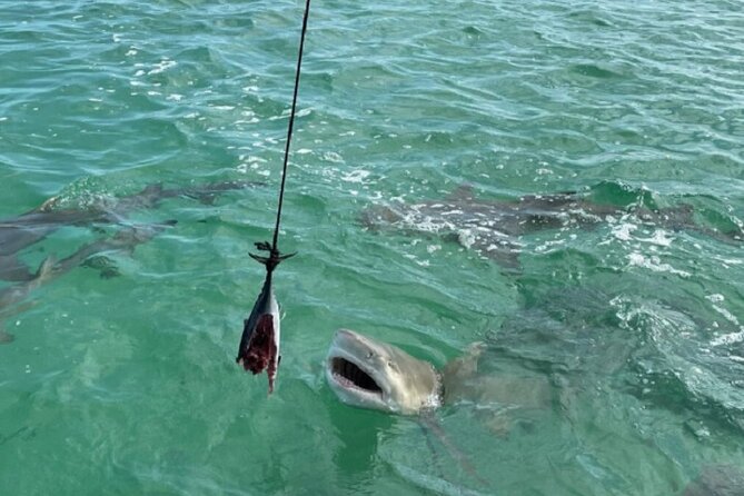 Shark and Wildlife Viewing Adventure in Key West - Dolphin and Marine Life Encounters