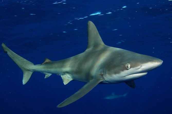 Shark Cage Diving In Oahu - Expert Crew and Educational Insights