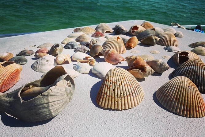 Shell Island Snorkel and Dolphin Catamaran Cruise With Island Time - Highlights of the Experience