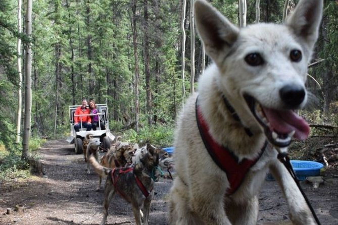 Skagway Shore Excursion: Yukon Discovery Tour - Reviews and Feedback