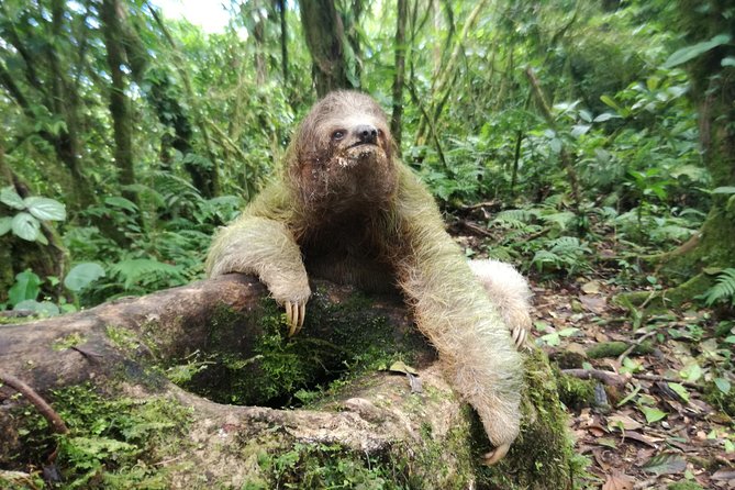 Sloth Watching Trail - Logistics and Meeting Point
