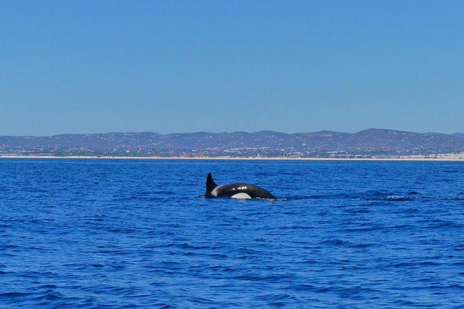 Small Group Dolphin and Wildlife Watching Tour in Faro - Booking Details