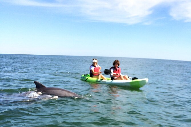 Small Group Dolphin Kayak Eco-Tour - Tour Logistics