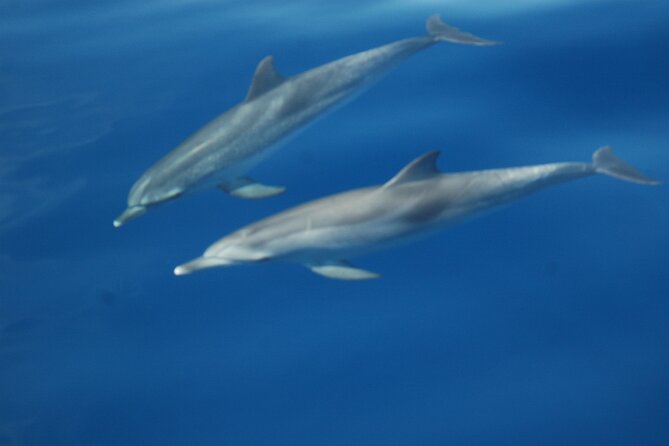 Small Group Excursion Whales and Dolphin Watching Los Gigantes - Summary of the Excursion