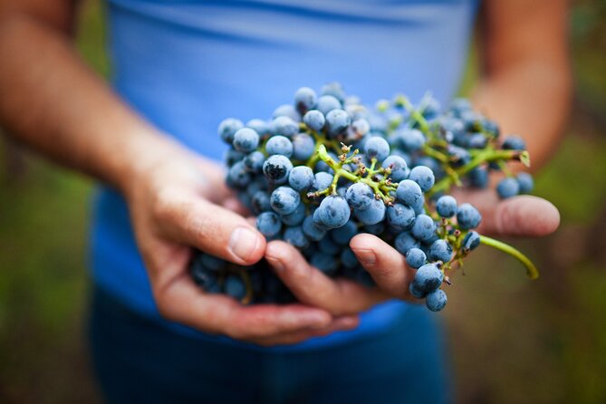 Small-Group Giant Redwoods and Russian River Wine Country Trip - Booking Information and Pricing
