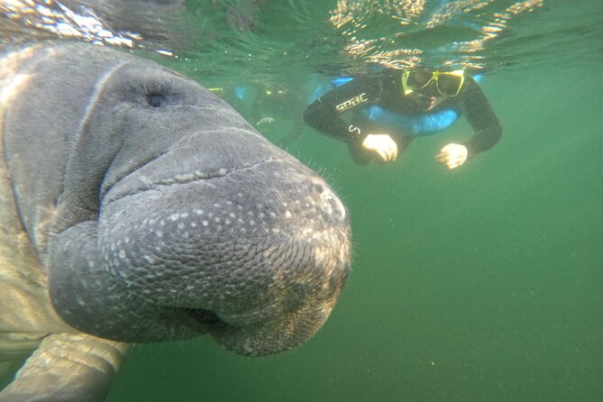 Small Group Manatee Swim Tour With In Water Guide - Additional Information
