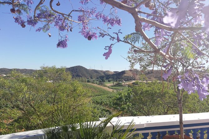 Small-Group Wine Tour & Silves Exploration (from Albufeira) - Accessibility and Additional Information
