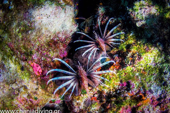 Snorkeling and Boat Trip in Crete With Free Certification! - Considerations for Participants