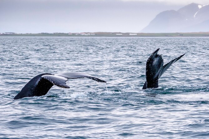 Speedboat Whale Watching Small-Group Tour in Reykjavik - Accessibility Considerations