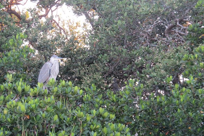 Sunset Cruise Over the Gulf of Mexico - Special Considerations