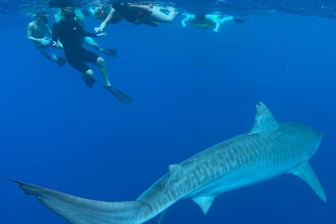 Swim With Sharks Cage-Free From Oahu - Inclusions and Amenities