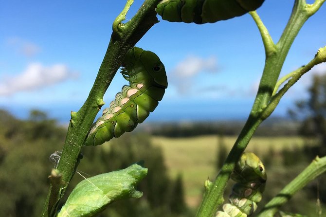 The Maui Butterfly Farm Tour - Small-Group Guided Tour