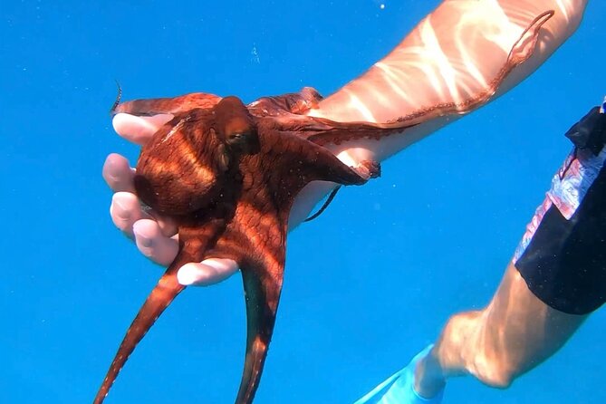 Turtle Canyon Snorkel From Waikiki (Turtles GUARANTEED!) - Special Considerations for the Tour