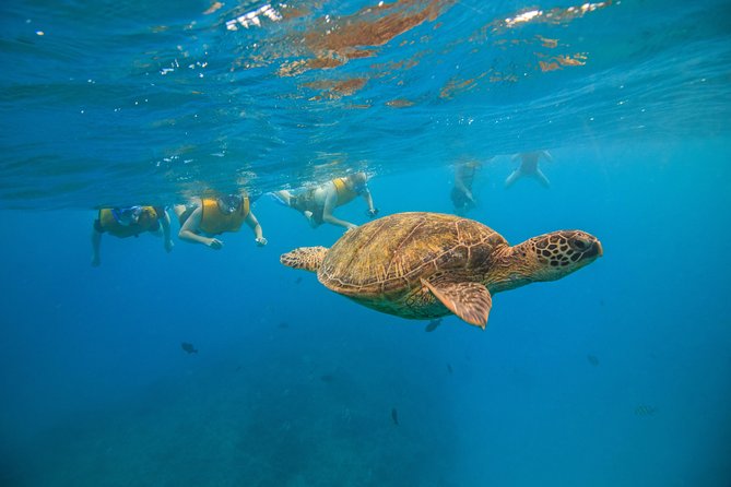 Turtle Canyons Snorkel Excursion From Waikiki, Hawaii - Booking and Cancellation Policy