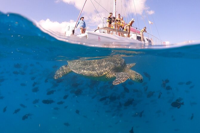 Turtle Snorkeling Boat Tour and Adventure in Waikiki - Reviews and Feedback