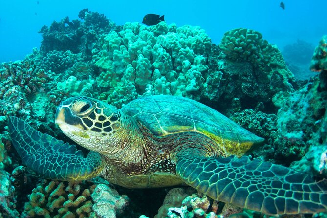 Turtle Town Snorkel With Photo and Video - Meeting Point and Pickup Logistics