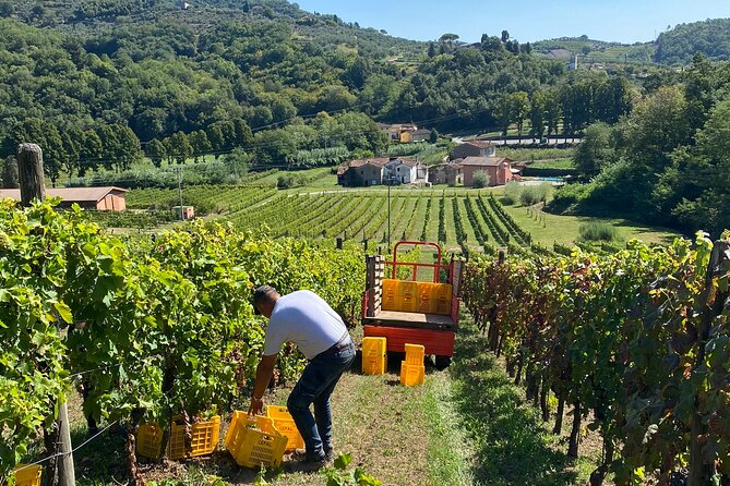 Tuscan Wine Tour in Lucca by Van - Guided Tour Highlights