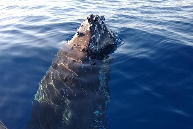Ultimate Whale Watch, 2 Hour (Lahaina) Raft Style - Booking and Pricing Information