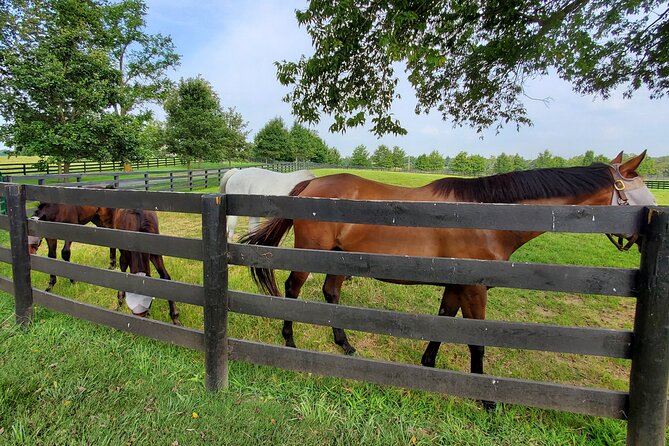 Unique Horse Farm Tours With Insider Access to Private Farms - Recommendations and Tips