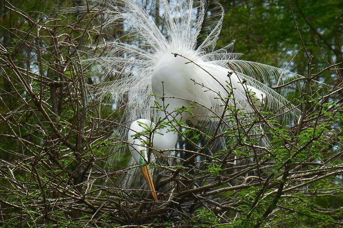 Waccamaw River Nature and Wildlife Tour - Exploring the Waccamaw River Ecosystem