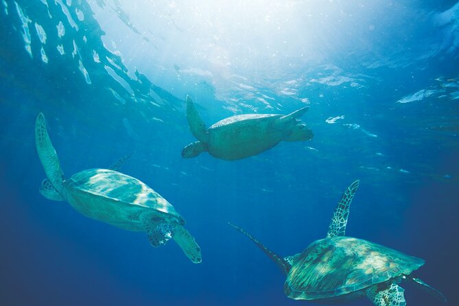 Waikiki Catamaran Adventure: Snorkel With Sea Turtles - Wildlife Sightings