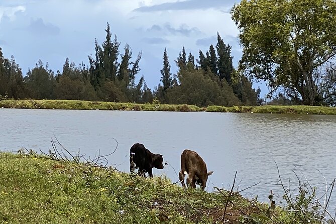 Waipi'o on Horseback: Mountain Ocean Views Working Cattle Ranch - Meeting Point and Location