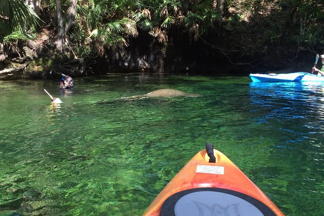Wekiva River Guided Kayak Tour - What to Expect on the Tour