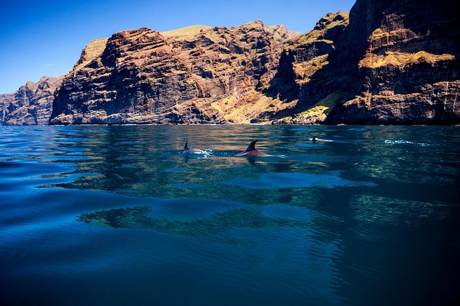Whale Watching and Listening Eco Catamaran Tour With Food Tasting - Popular Wildlife Sightings