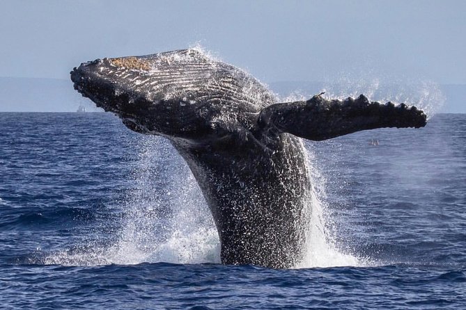 Whale Watching Cruise With Open Bar From Kaanapali Beach - Departure and Meeting Information
