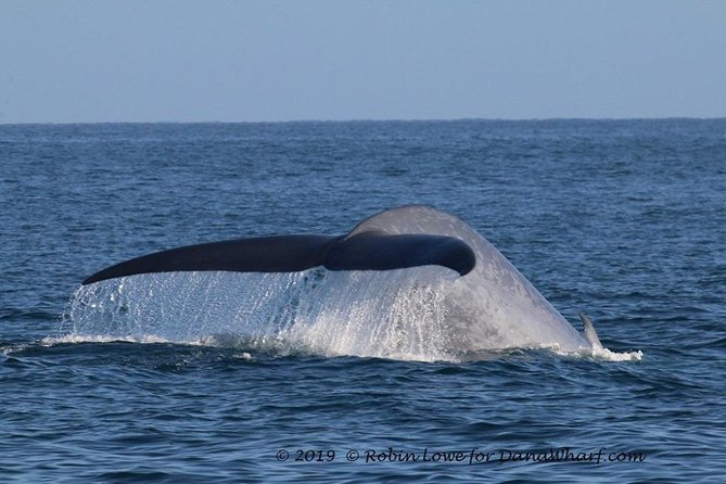 Whale Watching Excursion in Dana Point - Recommendations and Tips